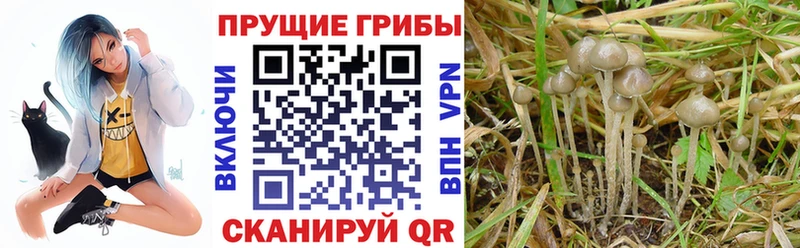 Галлюциногенные грибы Psilocybe  Гусев 
